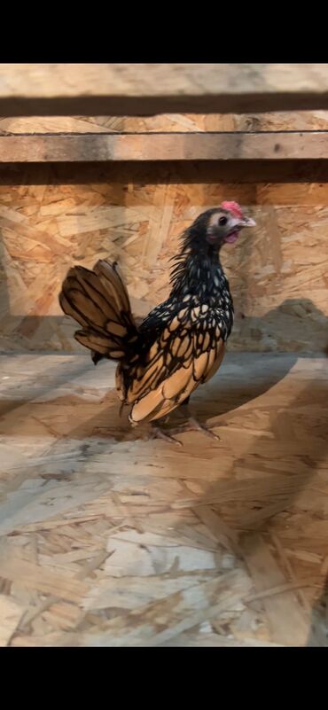 питьевые витамины для волнистых попугаев: Продаю сибрайт лимоный молодой петушок 7 месяцев очень маленький