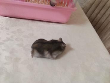 Qəfəslər: Siçan/hamster ile 2 mərtəbəli!qəfəs dəsti 'qızdı yemək və qumu ile — 5