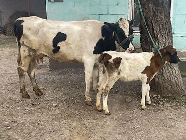 Коровы, быки: Продаю | Корова (самка) — 10