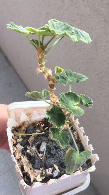 Otaq bitkiləri: Otaq bitkiləri — 10