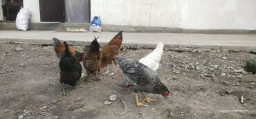 цыплята бройлеры кобб 500 купить: Продаю | Петух | Для разведения