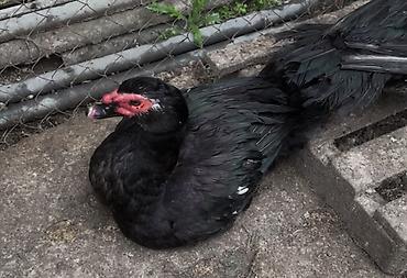 ördey: Lal ördək balaları, 2-4 həftəlik 40 günlük 5 man.Птенцы индоуток — 5