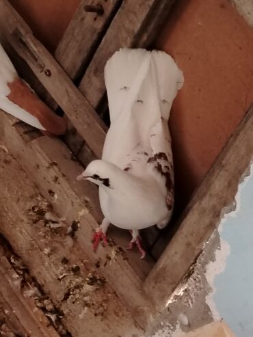 Salam enni quyruq gozuxalli erkey satilir unvan maşdaga 0516831165