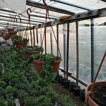 Otaq bitkiləri: Asılmaq üçün plastik saksılarda sukulentlər - Bitki növü: müxtəlif — 3