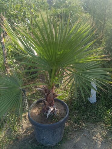 Landşaft işləri: Dekarativ agaclarin satişi çatrlme ekme odenişludir qazon torf — 15