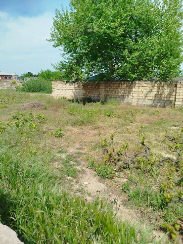 xudatda torpaq satilir: 7 sot, Tikinti, Makler, Kupça (Çıxarış)
