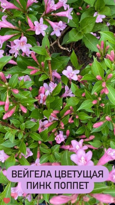 Декоративные деревья: Декоративные кустарники для сада! - спирея японская - спирея -спирея — 6