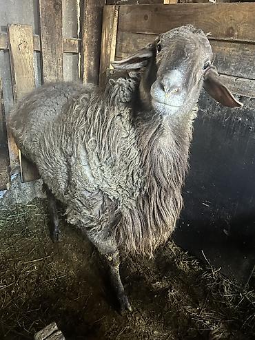 Баран, овца: Продаю | Баран (самец) — 3