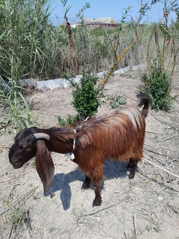 keçi dişi: Dişi, Hələb, il: 2, Südlük, Ünvandan götürmə