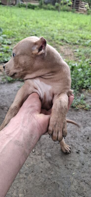 sort it: Pitbul, 1 ay, Dişi, Peyvəndli, Ünvandan götürmə