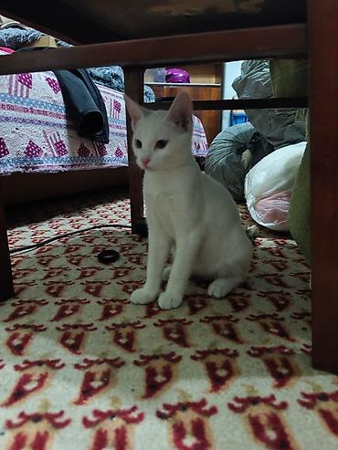 Мышыктар: КОТЁНОК БЕЛЕНЬКИЙ ДЕВОЧКА 2,5 МЕСЯЦА. Котята домашние — 8