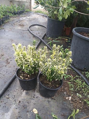 dibcek gulleri adlari: Bitki: Euonymus japonicus (Hirpak, həmişəyaşıl euonimus) Formalar — 3