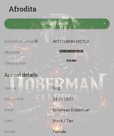 İtlər: Doberman, Dişi, Peyvəndli — 7