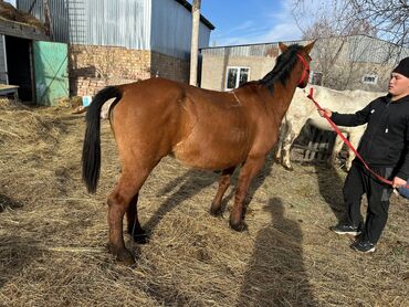 Лошади, кони: Продаю | Кобыла (самка) | Рабочий — 2