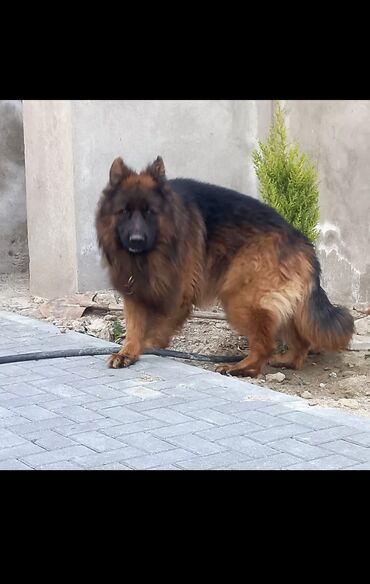 İtlər: Alman çoban iti, 3 ay, Erkek, Peyvəndli — 6