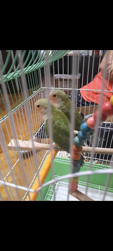 Попугаи: Növ: Sevgi papağanları (Agapornis) Say: 2 ədəd cüt Rəng: Açıq-yaşıl — 4