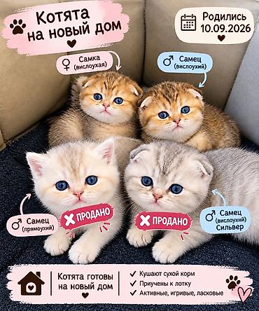 ucuz pişik: Qızıl şinşilla, Erkək — 1