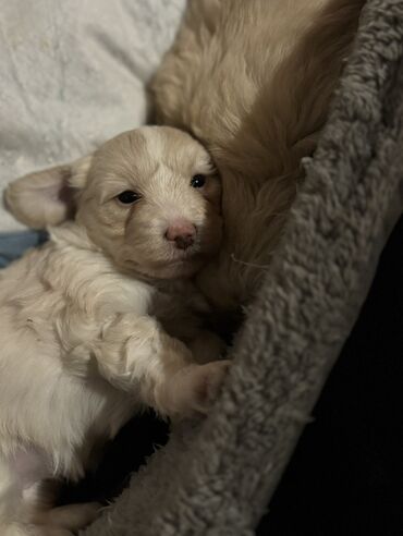 İtlər: Cins: POODLE Kiçik ölçülü, açıq krem rəngli, sıx qıvrım tüklü it — 5