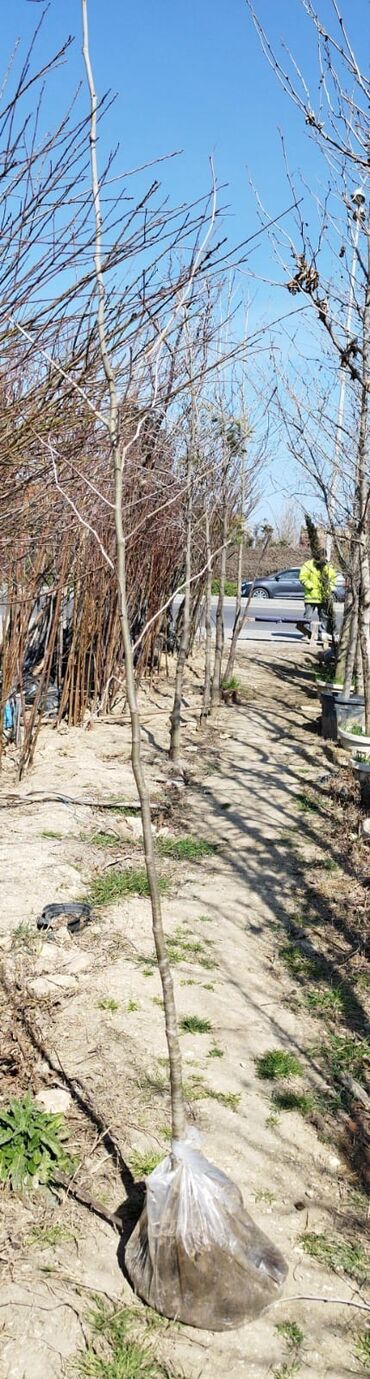 Ağaclar: Xan cinar 3metir 4 metrlik 15 azin çox alsaz mzakire olunacaq — 9