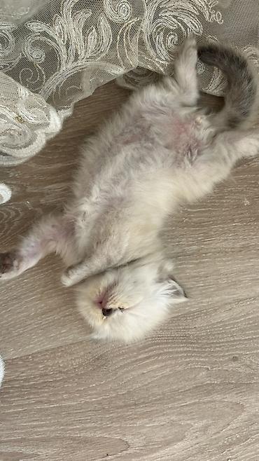 koşka: Təsvir: - Cins: Ragdoll tipli uzun tüklü pişik balaları - Rəng: Açıq — 4