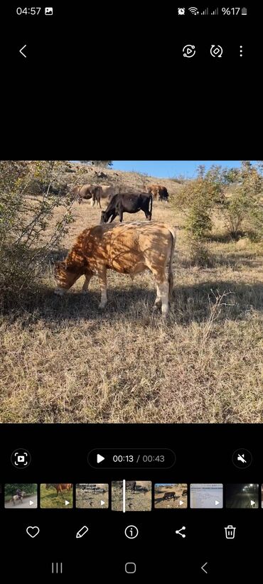 retriever satilir: Dana, buzov, Erkək, ay: 1, 150 kq, Damazlıq, Ətlik, Ünvandan götürmə