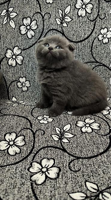 Кошки: Шотландская — 8