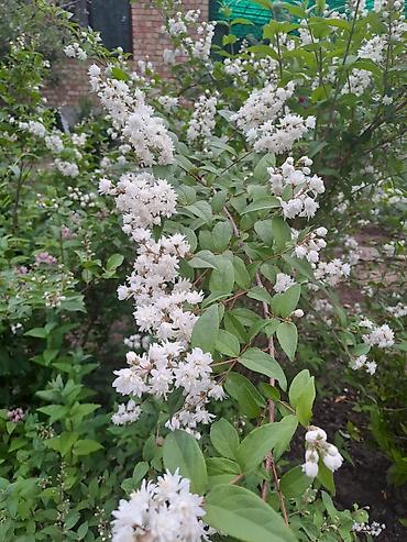 Смородина: Смородина — 8