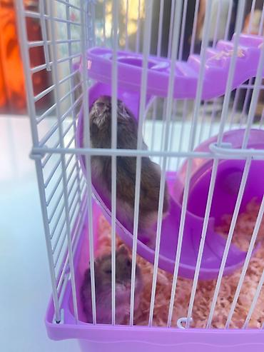 Cırtdan hamsterlər üçün komplekt qəfəs dəsti - Rəng: bənövşəyi