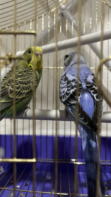 Птицы: Продаю попугаев мальчик и девочка, клетка в комплекте есть зеркало