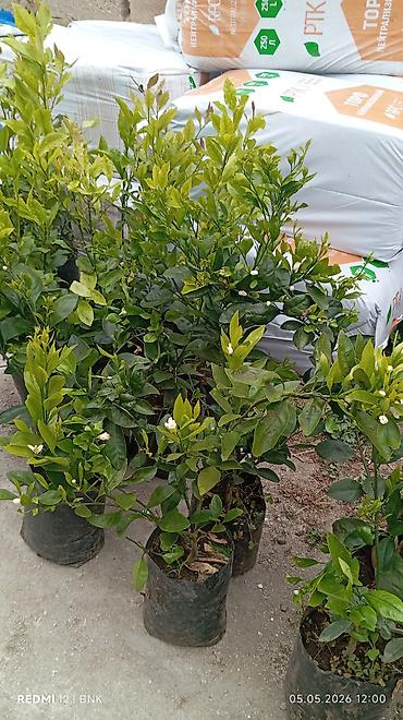 limon ağaçı: Evkalipt agaci
limon
mandalin
kinkon — 1