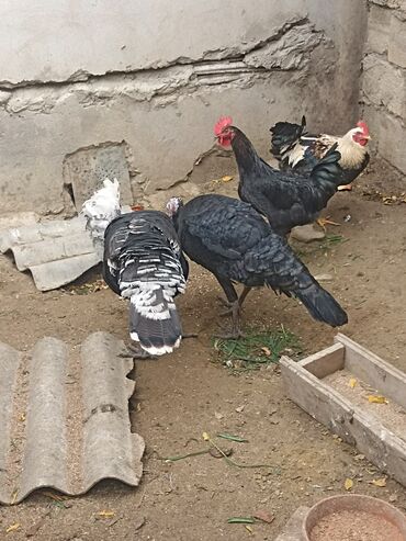 Hinduşka: Dişi, Damazlıq -da lalafo.az — 9 Hinduşka: Dişi, Damazlıq — 9