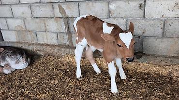 Коровы, быки: Продаю | Бык (самец) | Симментальская | Для разведения — 15