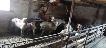 Другие животные: Продаю овец