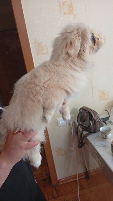 itlee: Pekines, 4 ay, Dişi, Peyvəndli, Ünvandan götürmə