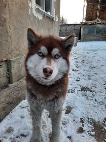 вольер для хаски in Кыргызстан | ЗООТОВАРЫ: Продам щенка Хаски возраст 6 месяцев девочка необычный окрас близ