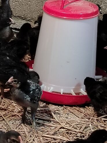 bit dərmanı: Toyuq, Australorp, Damazlıq, Ünvandan götürmə, Pulsuz çatdırılma, Rayonlara çatdırılma