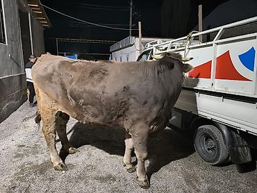 Коровы, быки: Продаю | Бык (самец) | На откорм | Привязанные — 9