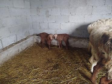 Баран, овца: Продаю | Баран (самец) — 6