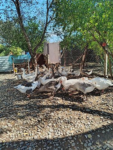 keci satisi tap az: Opdavoy qazlar satılır 1ədədi 27m hörmətdə eliyəcəm — 3