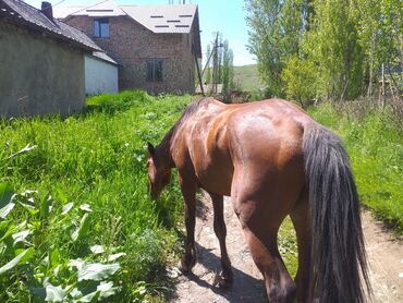 лошадь кыргызстан: Продаю | | Кара Жорго | Для разведения | Племенные