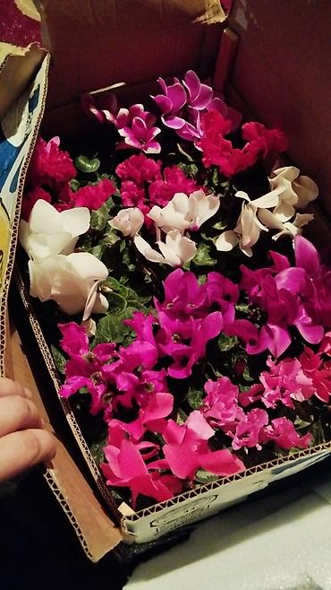 Фиалки и глоксинии: Продаю только оптом цветы из Узбекистана.глоксинии фикусы — 12
