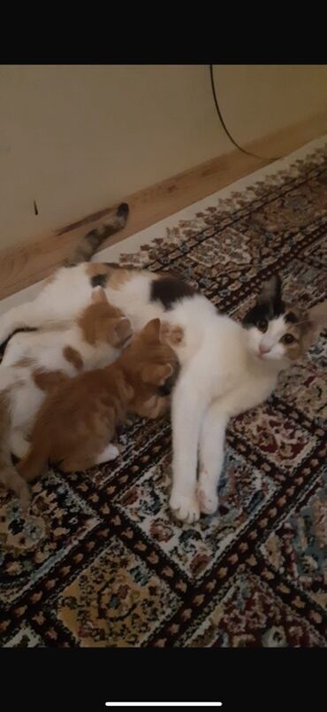 cins pişikler: Dişi, Yaxşı əllərə, Ünvandan götürmə