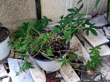 Ostale kućne biljke: Hristov venac Cveće Hristov Venac Passiflora caerulea spada u red — 6