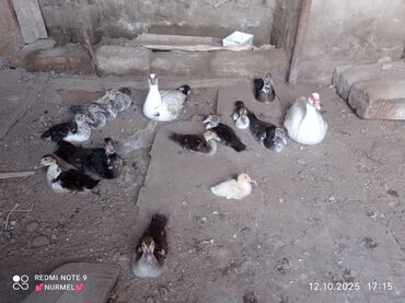 купить кролика в баку: Dişi, | Lal ördək, Damazlıq