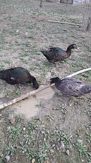 Ördəklər: Erkək, Ətlik, Pulsuz çatdırılma — 8