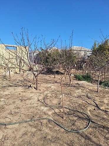 Torpaq sahələrinin satışı: Kənd təsərrüfatı — 1