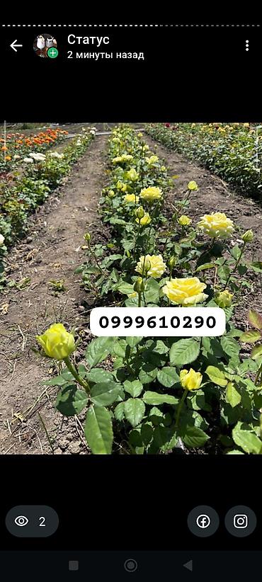 Rose saplings: Саженцы роз в контейнерах - Ассортимент садовых роз (разные сорта и — 37