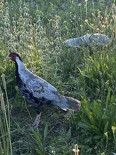 ev heyvanlarının satışı: Gumusu qirqovul erkeydi 2 ed satilir diwisiynen barter olunur 1 il 6 — 1