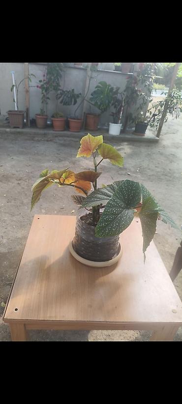 orxideya torpağı: Məhsul: Begoniya maculata (Polka-dot Begoniya) – qapalı bitki Təsvir — 3