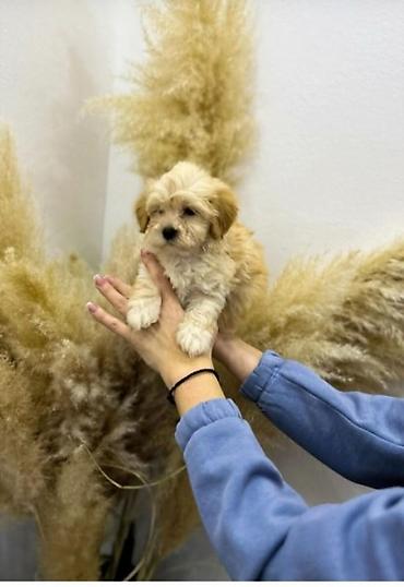 toy pudle srbija: Maltipoo vrhunske genetike u registrovanoj odgaivacnici Bahu Djokovic — 6